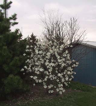 magnolia1