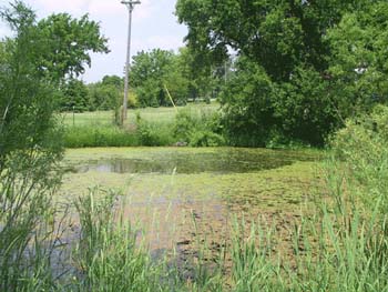 pond1