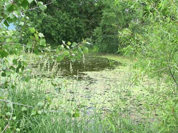 pond2