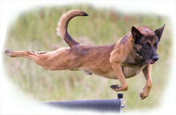 FlyingMalinoisCloud400.jpg