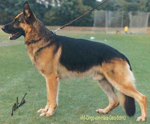 Schh3 hot sale german shepherd