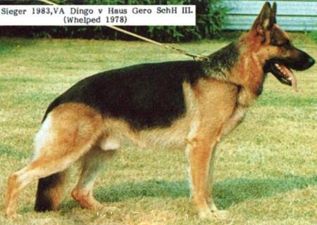 German deals shepherd dingo