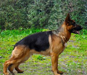 Roach back 2024 german shepherd